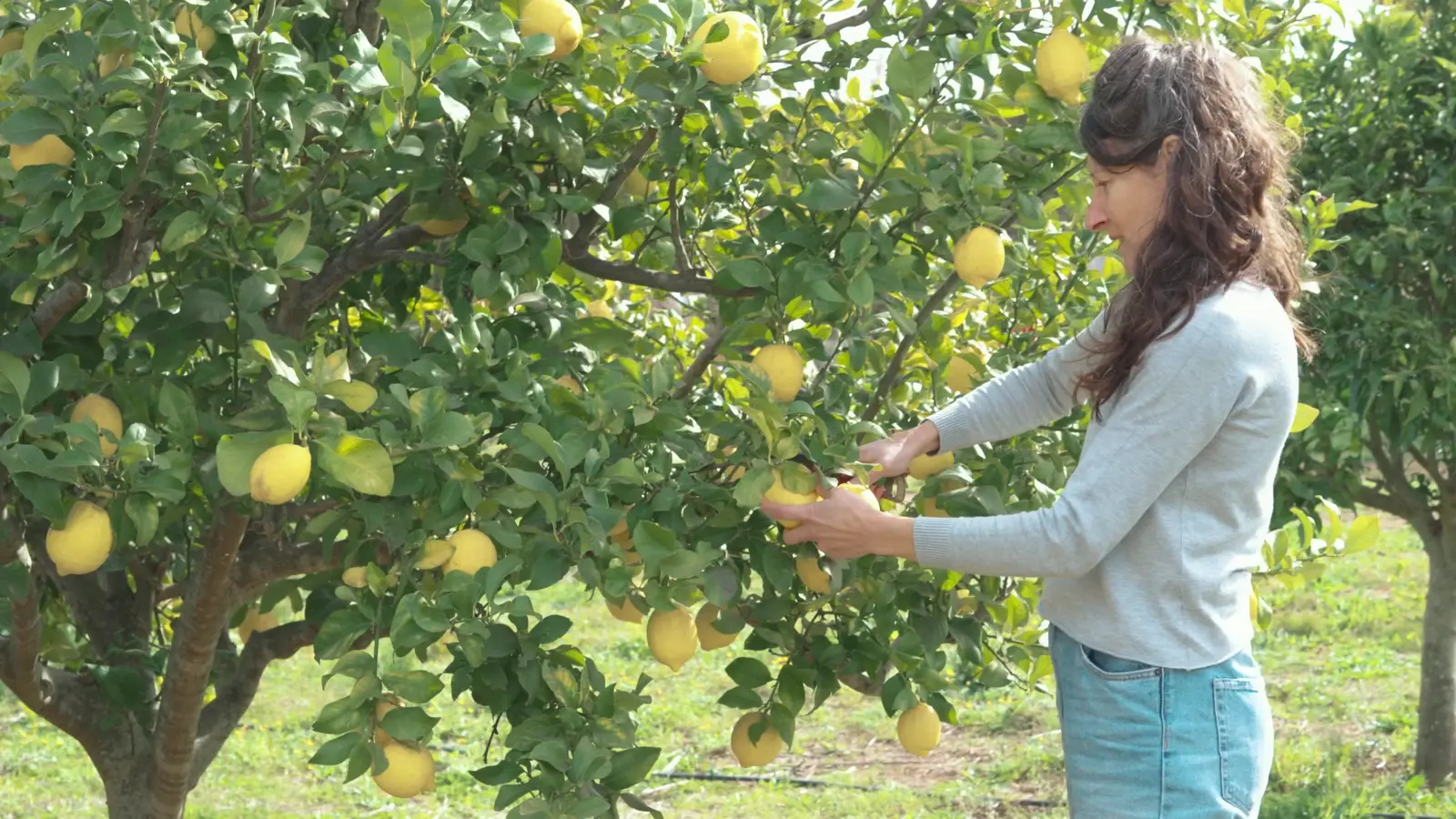 Cecília Gené recogiendo limones en el huerto, en Mallorca